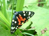 Callimorpha dominula - Scarlet Tiger