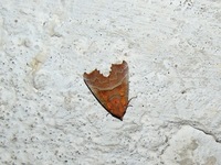 Scoliopteryx libatrix - The Herald