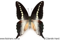 Graphium codrus codrus