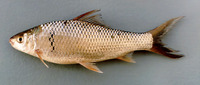Cirrhinus chinensis, Chinese mud carp: fisheries, aquaculture