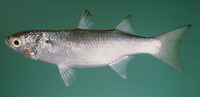 Valamugil cunnesius, Longarm mullet: fisheries, bait
