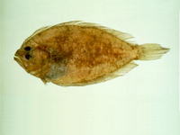 Pseudorhombus pentophthalmus, Fivespot flounder: fisheries