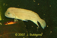 Telmatochromis burgeoni, : aquarium
