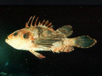 Brachypterois serrulata, :