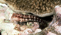 Stanulus talboti, Talbot's blenny: aquarium