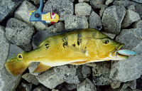Cichla monoculus, : fisheries, aquarium