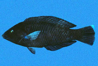 Halichoeres adustus, Black wrasse: