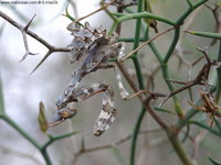 Blepharopsis mendica - Devil's Flower Mantis