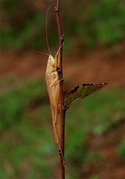 Ruspolia nitidula