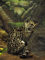 Image of: Leopardus wiedii (margay)