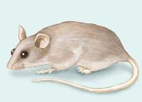 Image of: Mus musculus (house mouse)