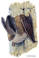 Image of: Plecotus auritus (brown big-eared bat)