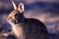 Image of: Sylvilagus floridanus (eastern cottontail)