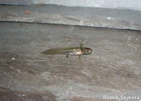 Triturus helveticus helveticus