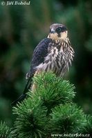 Falco subbuteo - Eurasian Hobby