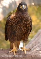 Phalcoboenus australis - Striated Caracara