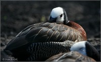 Dendrocygna viduata - White-faced Whistling-Duck
