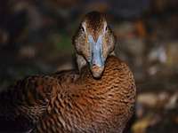 Somateria mollissima - Common Eider