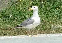 Larus michahellis - Western Yellow-legged Herring Gull