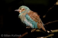 Coracias garrulus - European Roller