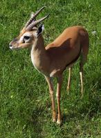 Gazella rufifrons - Red-fronted Gazelle