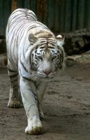 Panthera tigris tigris - Bengal Tiger
