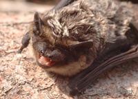 Vespertilio murinus - Parti-coloured Bat