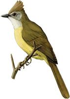 Image of: Criniger flaveolus (white-throated bulbul)