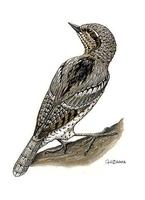 Image of: Jynx torquilla (northern wryneck)