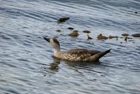 Image of: Lophonetta specularioides (crested duck)