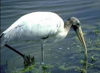 Image of: Mycteria americana (wood stork)