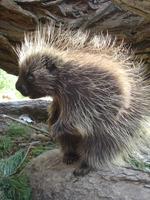 Erethizon dorsatum - North American Porcupine