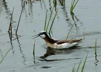 Image of: Phalaropus tricolor (Wilson's phalarope)