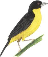 Image of: Ploceus bicolor (dark-backed weaver)