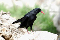 Image of: Pyrrhocorax pyrrhocorax (red-billed chough)