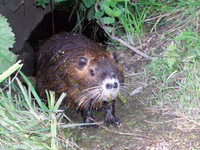 Myocastor coypus - Nutria