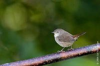 Image of: Troglodytes aedon (house wren)