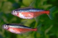 Image of: Paracheirodon axelrodi (cardinal tetra)