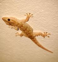 Tarentola mauritanica - Wall Gecko