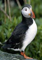 Photo: Atlantic puffin