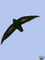 Philippine Needletail - Mearnsia picina