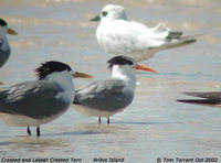 Lesser Crested Tern - Sterna bengalensis