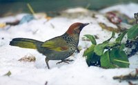 Chestnut-crowned Laughingthrush - Garrulax erythrocephalus