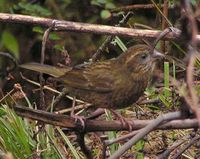 Dark-rumped Rosefinch - Carpodacus edwardsii