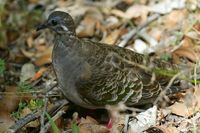 Common Bronzewing