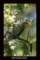 Olive backed Oriole