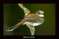 Rufous Fantail