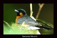 Spectacled Monarch