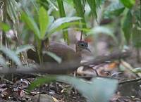 Great Tinamou (Tinamus major) photo