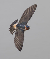 Cliff Swallow (Petrochelidon pyrrhonota) photo